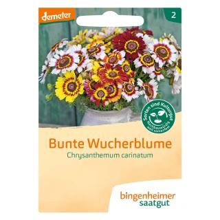 VOR Bunte Wucherblume