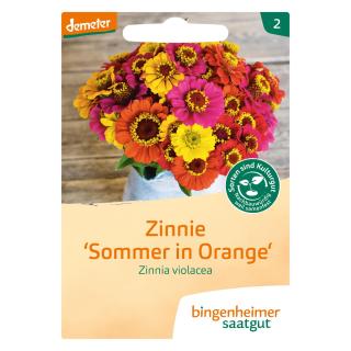 Zinnie